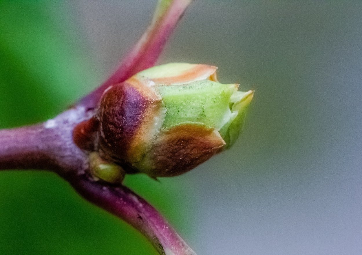 Побег тополя