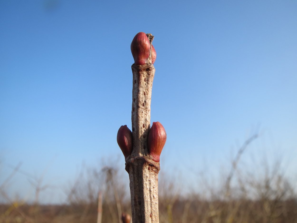 Строение побега тополя