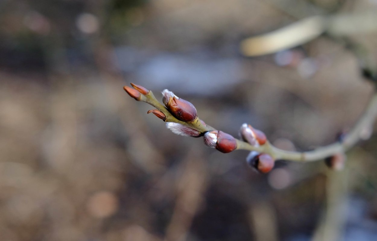 Плодовые почки персика Воронежский