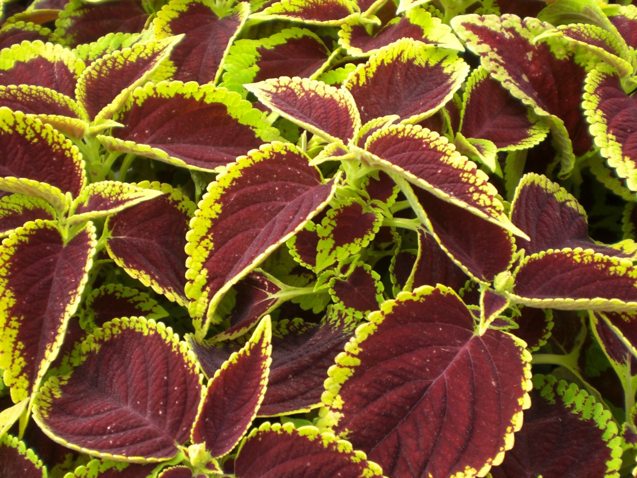 Колеус Вершаффельта