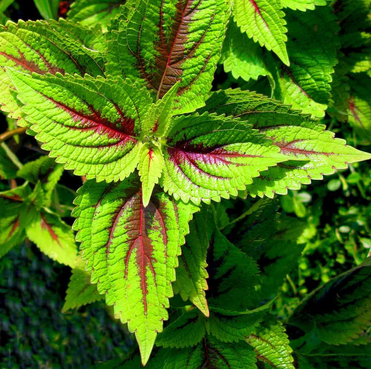 Колеус Applemint