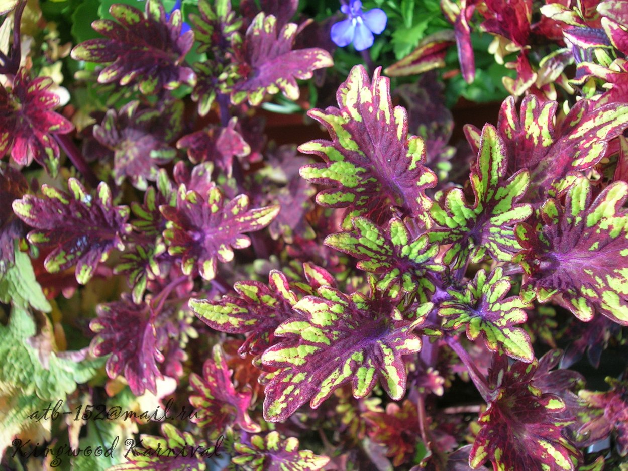 Колеус Кингвуд карнавал