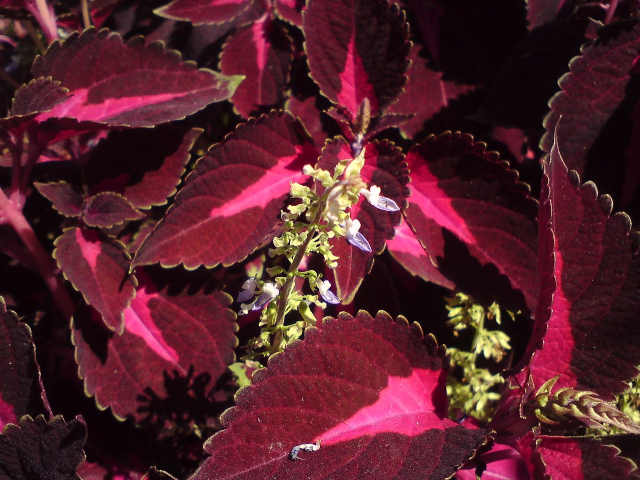 Колеус Амарена