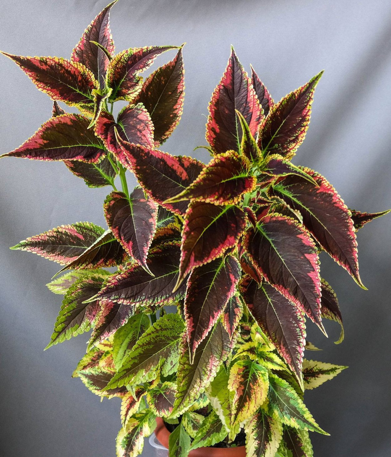 Колеус Ренельта Coleus rehneltianus