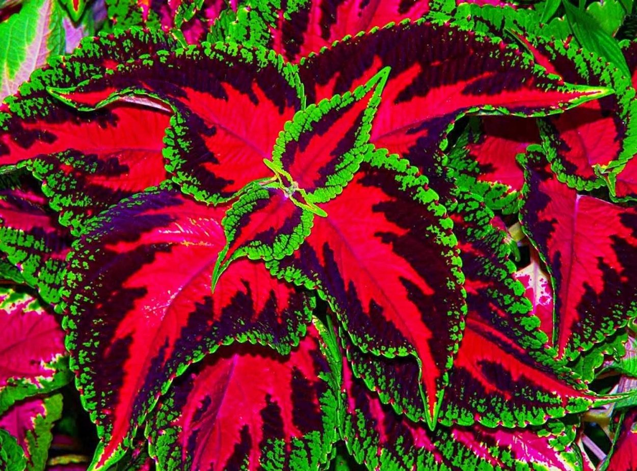 Колеус Тапестри