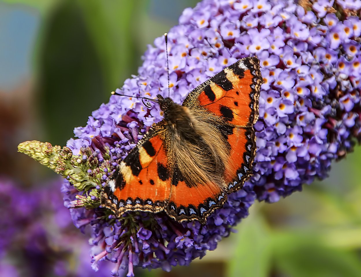 Крапивница фиолетовая