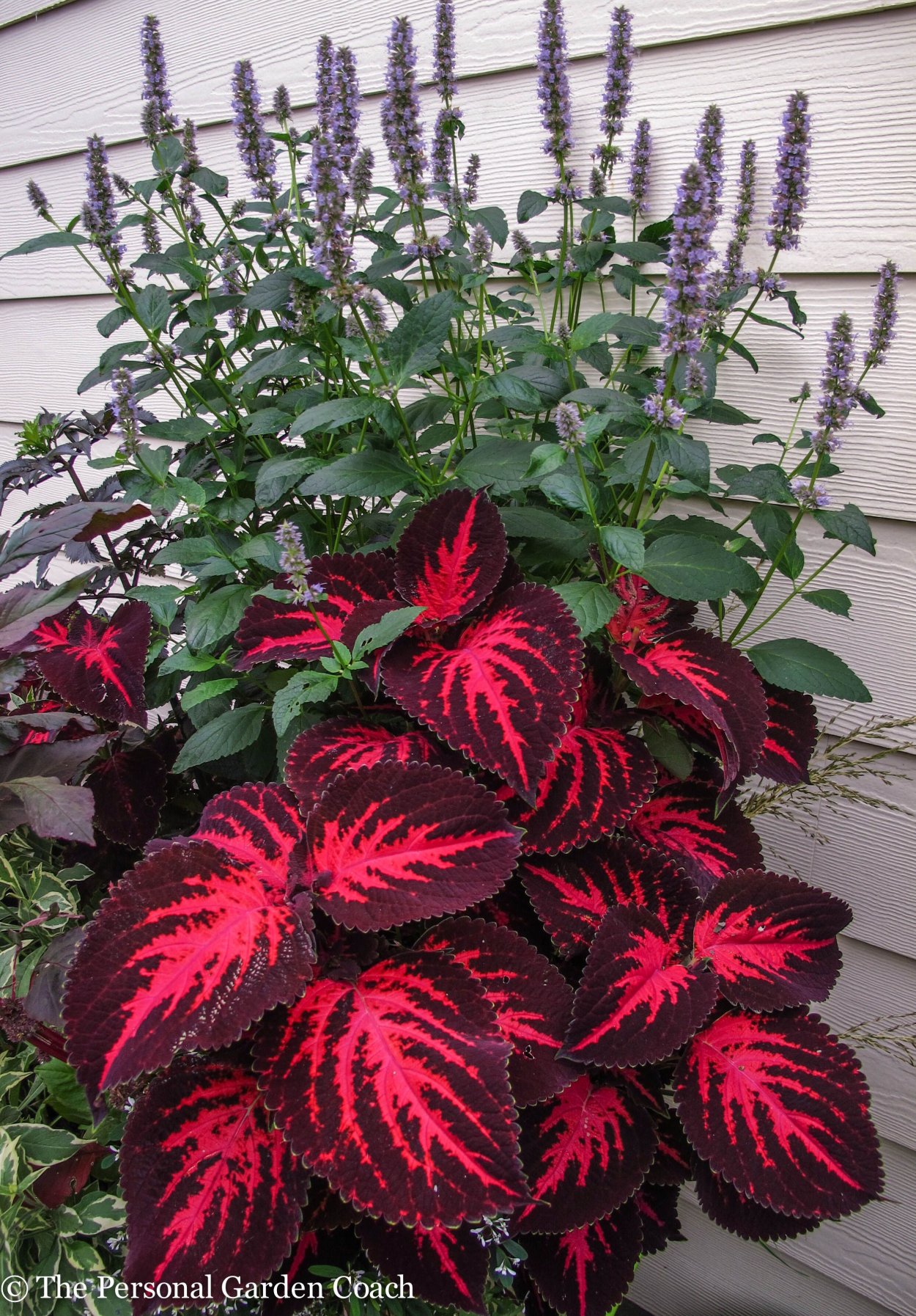 Колеус Coleus Kingswood Torch