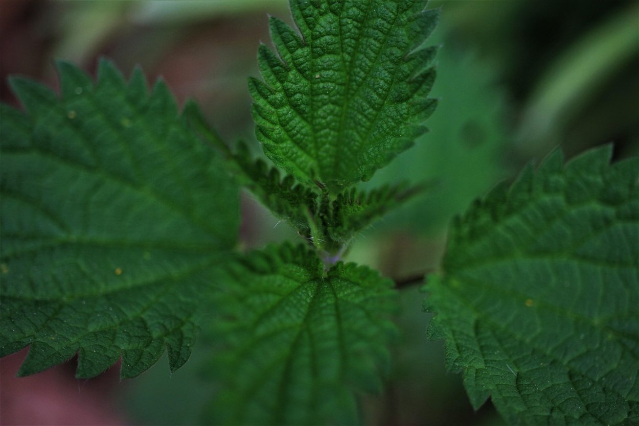 Прилистники крапивы