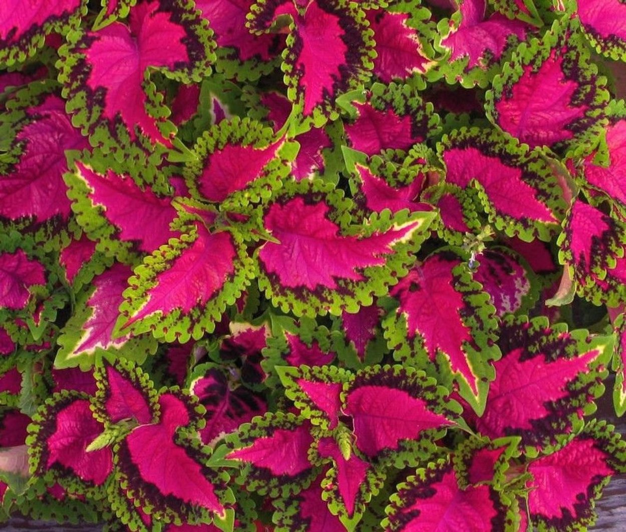 Колеус Red Croton