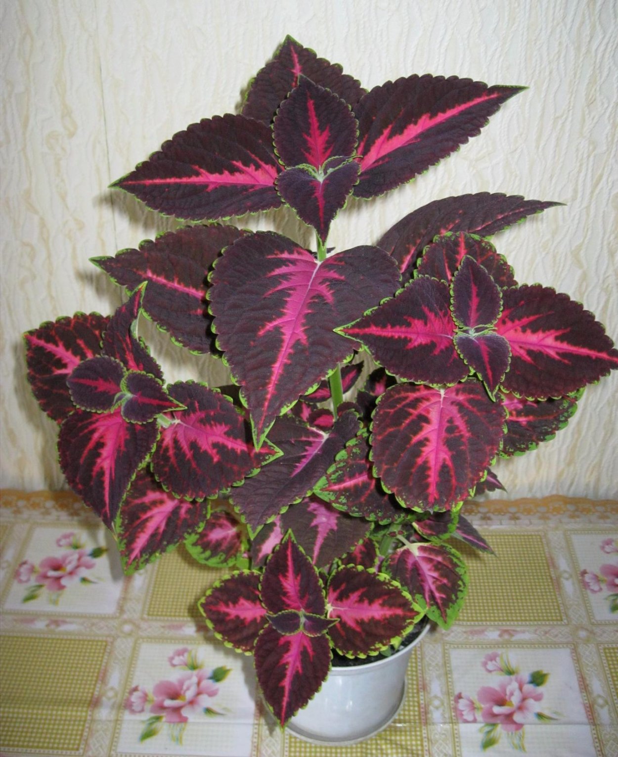 Колесус крапива колеус