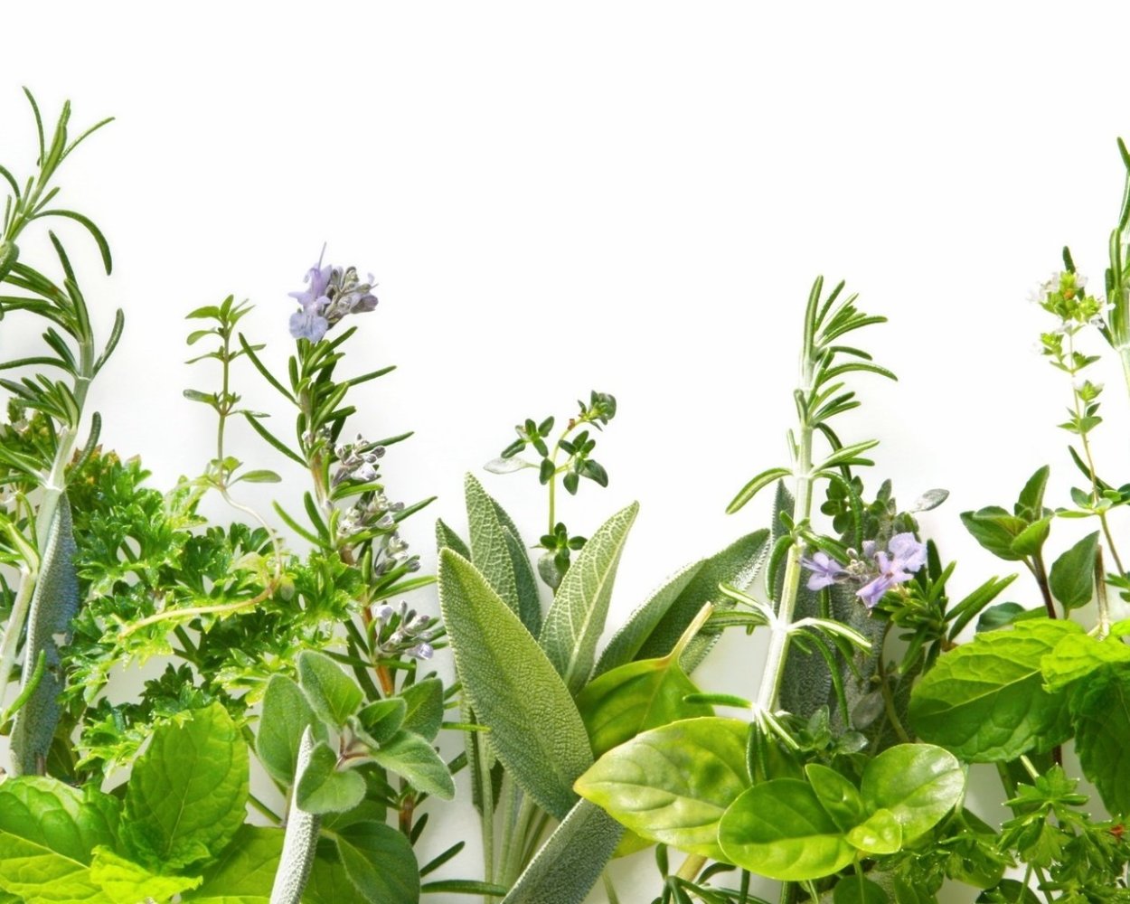 Глобулярия шаровница многолетник