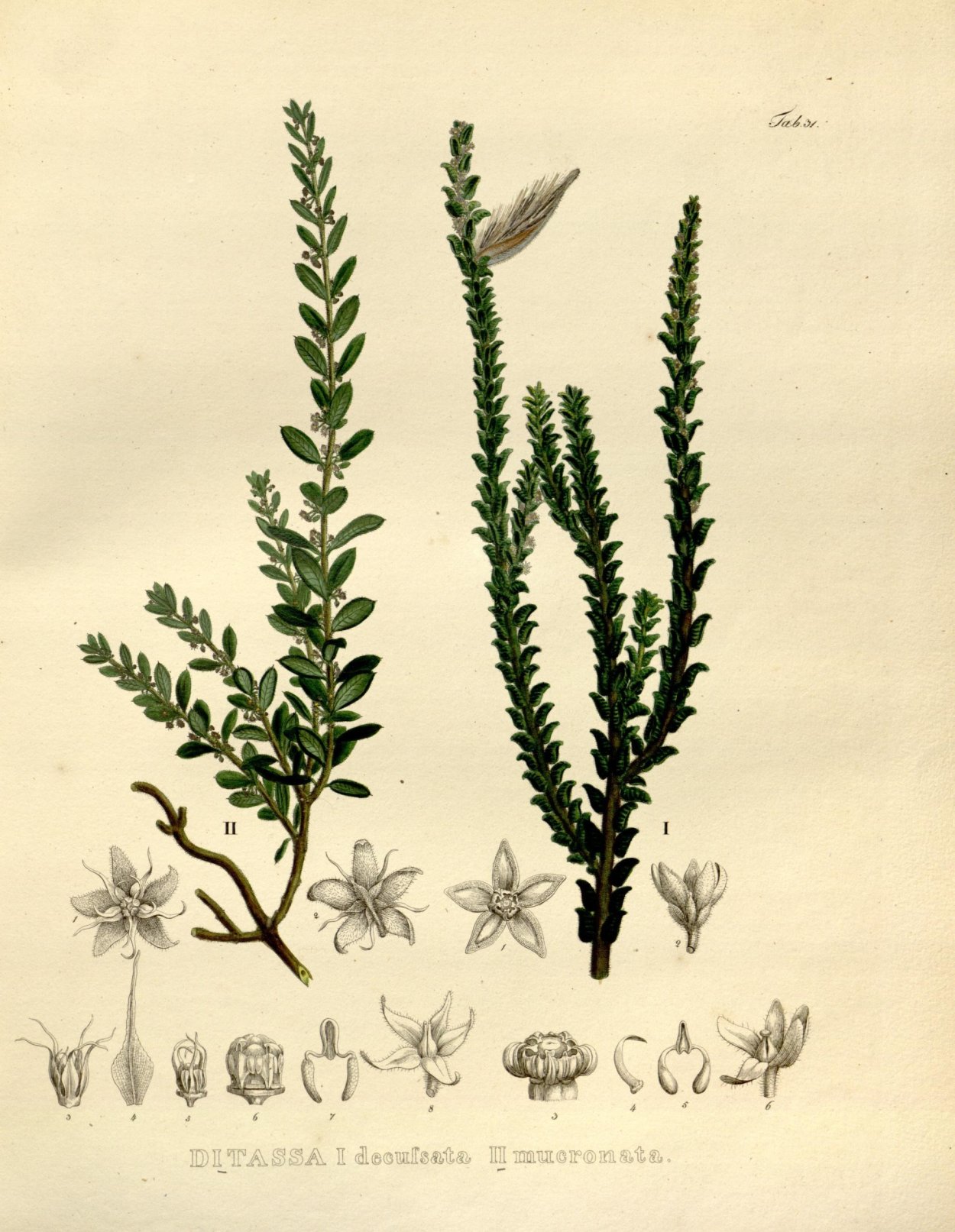 Растение с корнями без фона