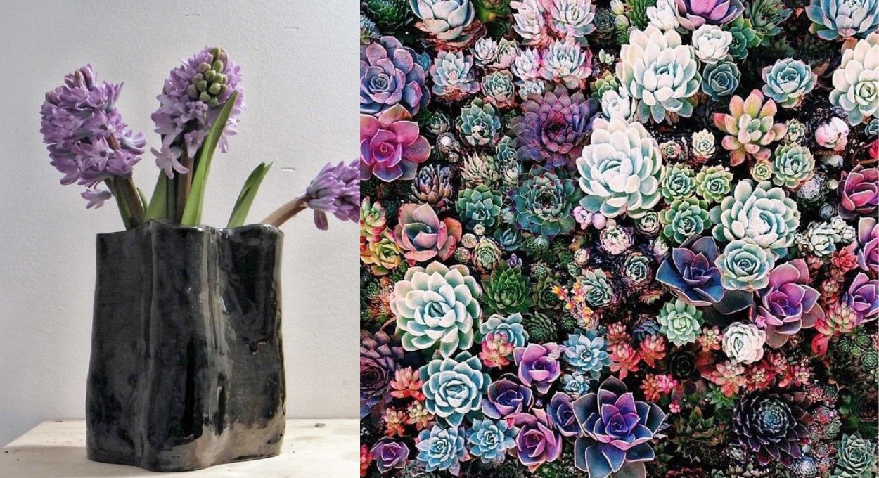 Пряные травы на огороде перечень