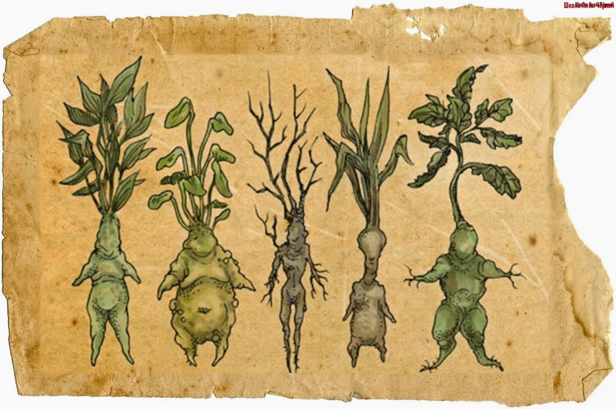 Омежник водяной