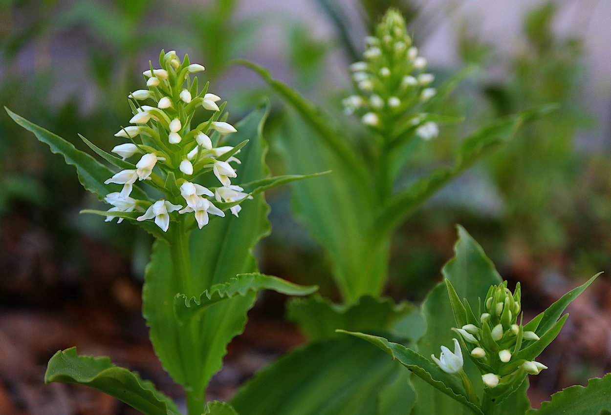 Красника клоповник
