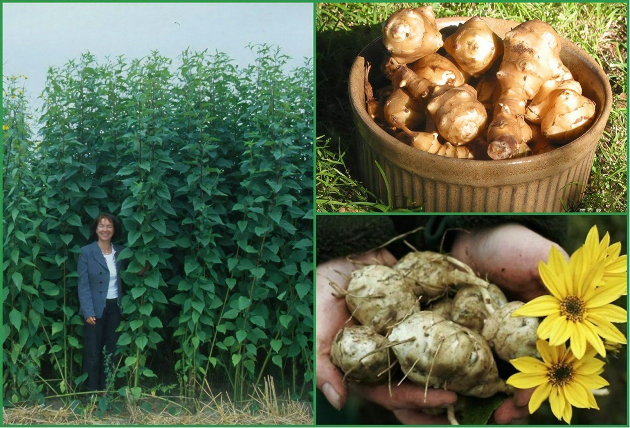 Базилик орегано тимьян