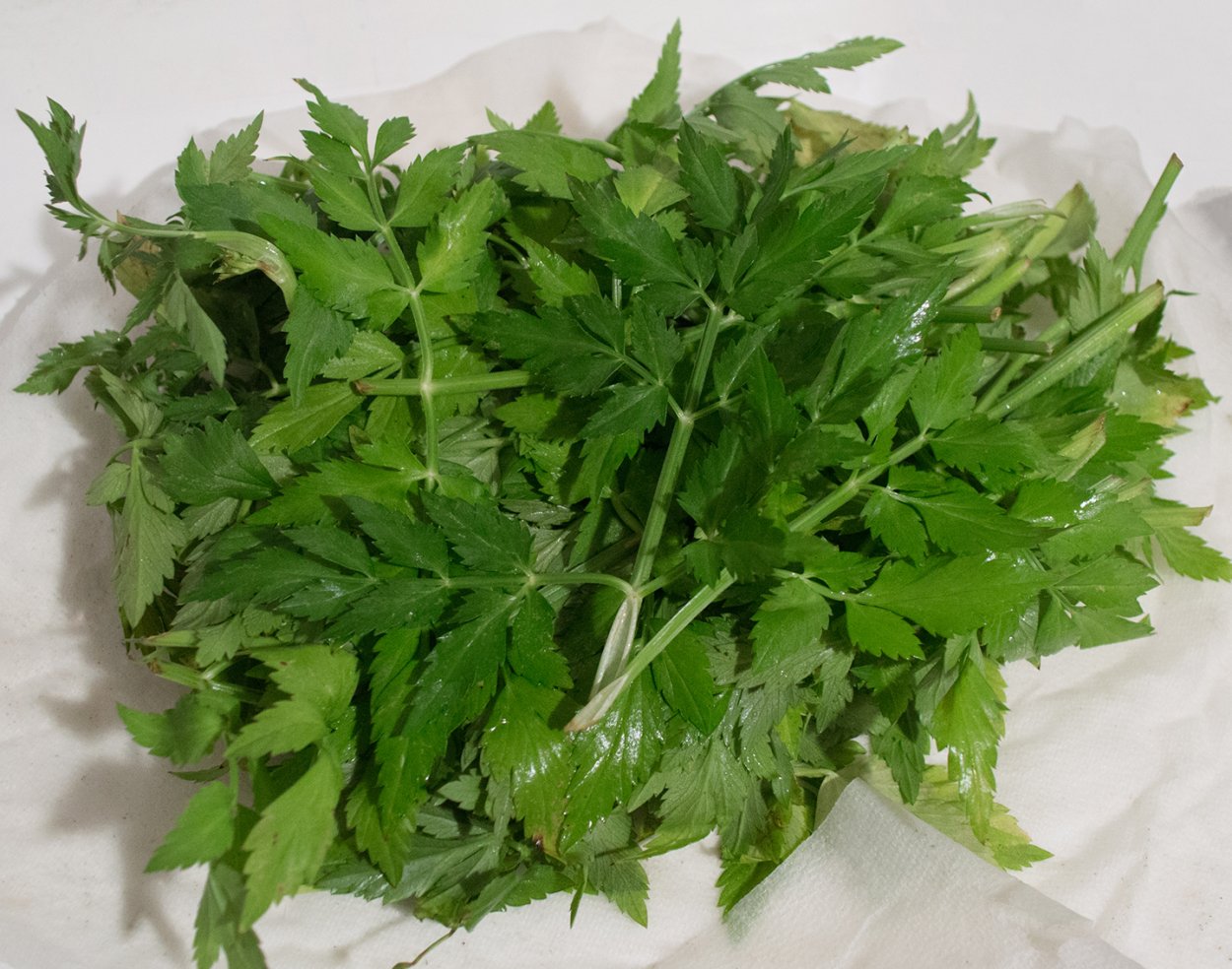 Минари корейская трава купить в Москве