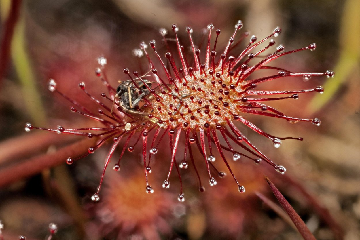 Байкальский заповедник хвощ