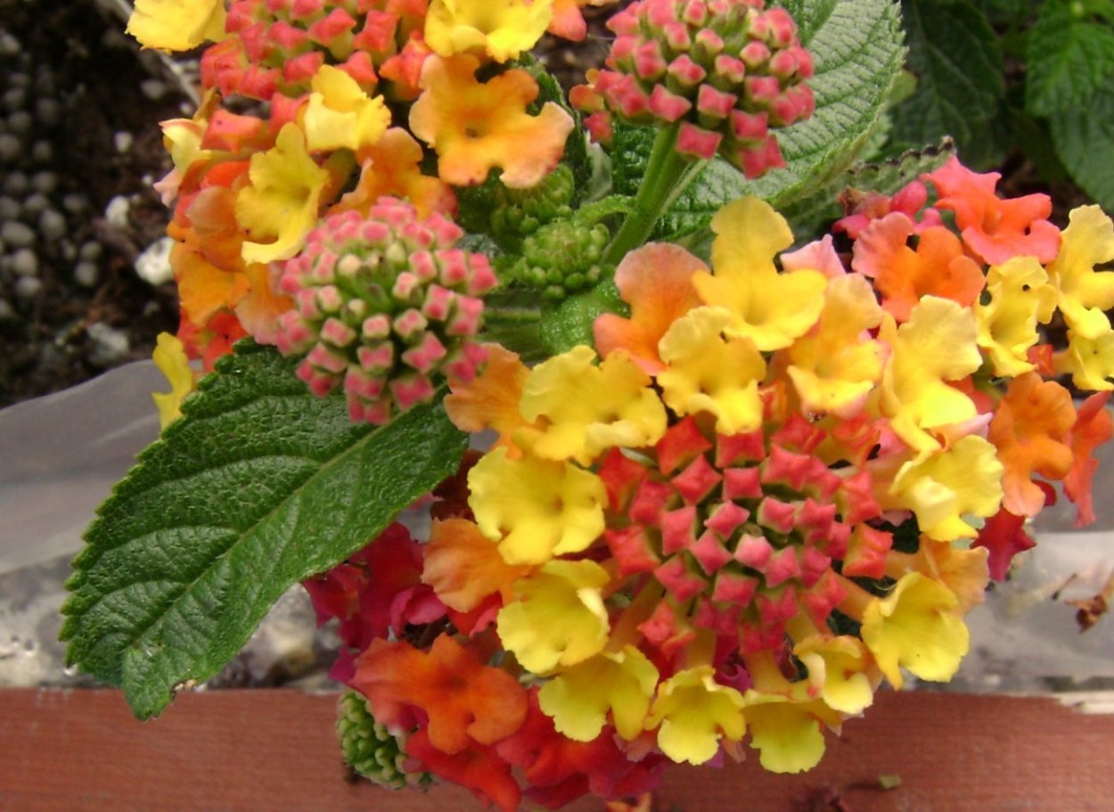 Диана Лантана