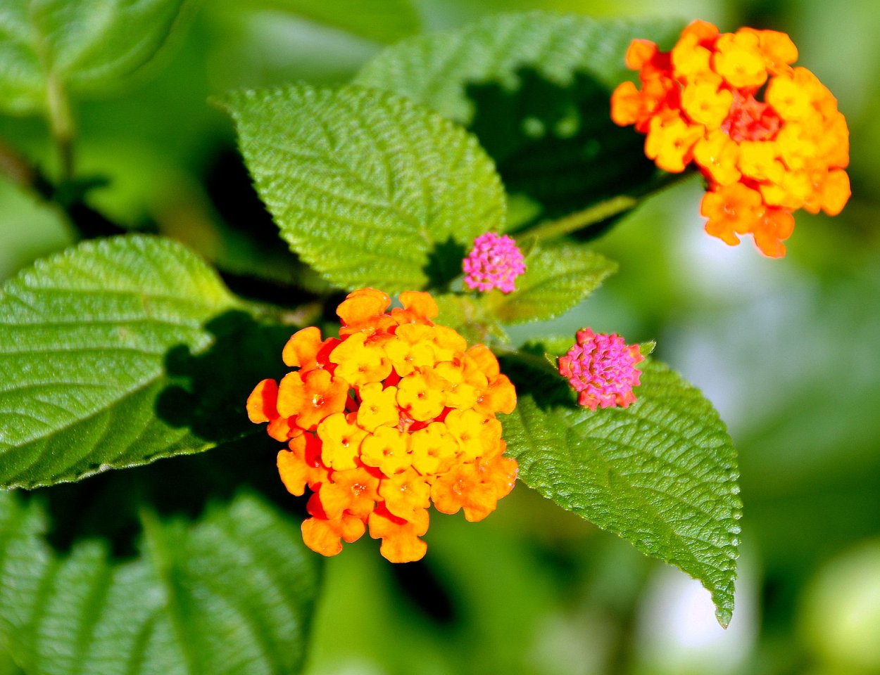 Лантана Lantana 2001