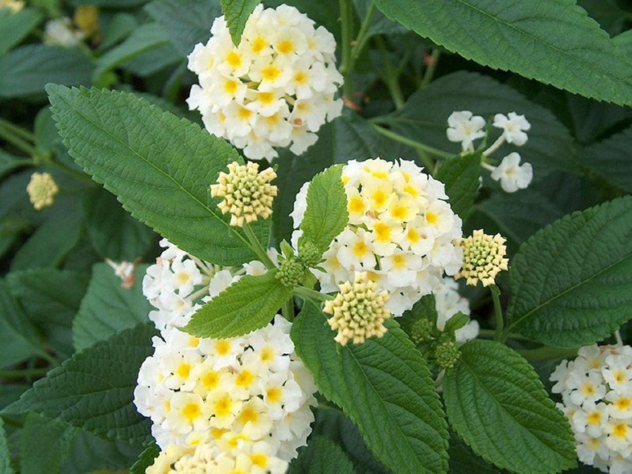 Лантана Любава