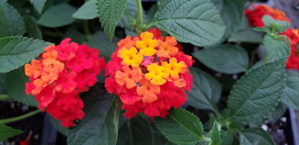 Лантана ред фламе