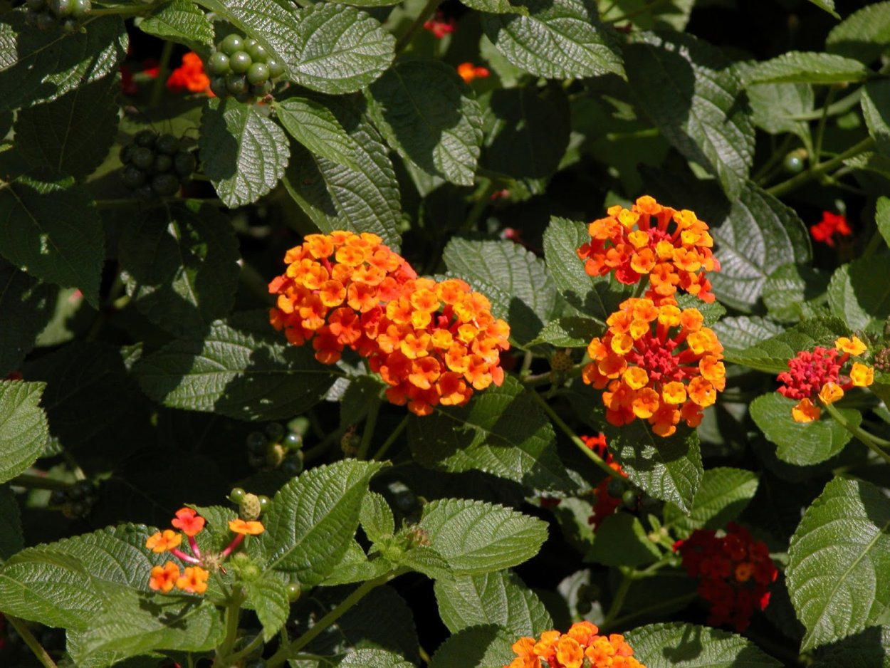 Лантана ампельная