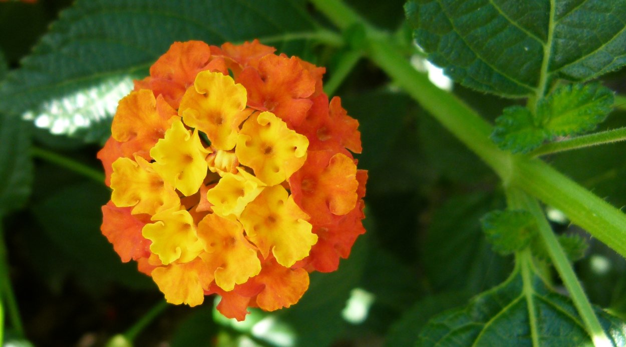 Лантана хамелеон