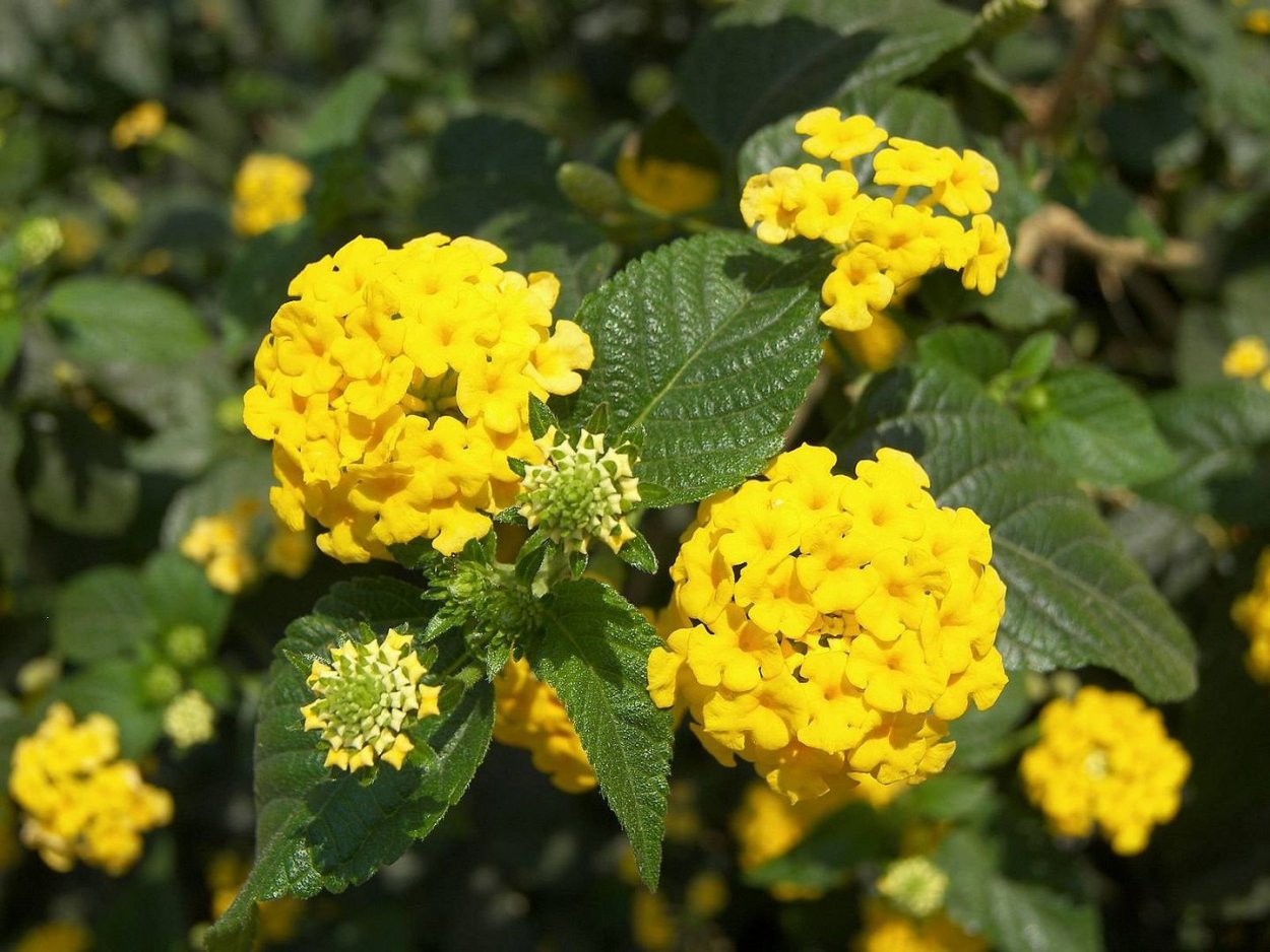 Лантана вариегатная