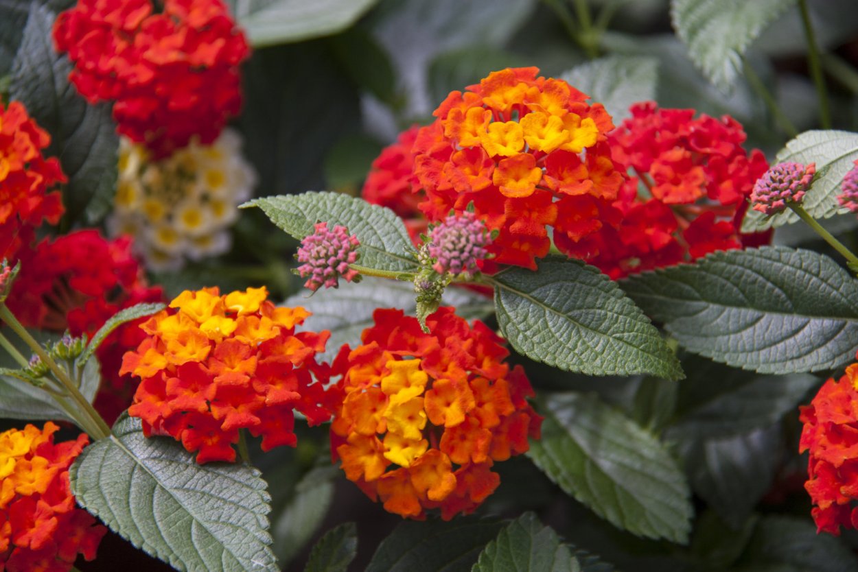 Лантана Tropic Red Lorry