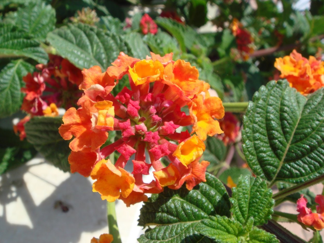 Лантана сводчатая Любава