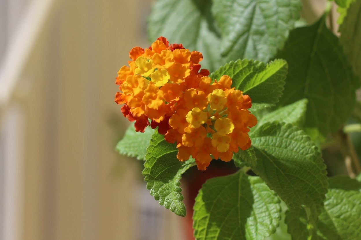 Лантана Greg Grant