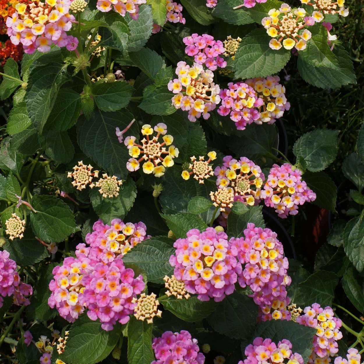 Лантана монтевидейская