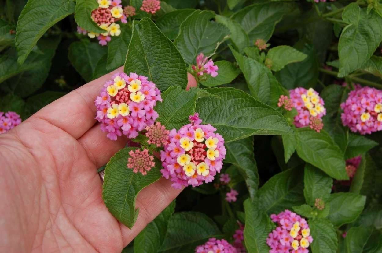 Лантана Камара Любава