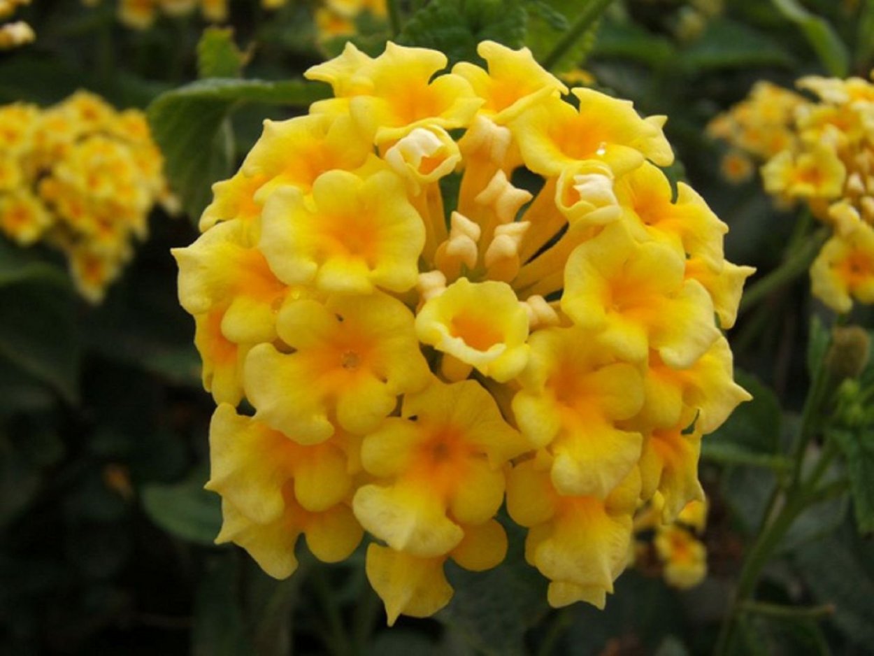 Лантана Камара Любава