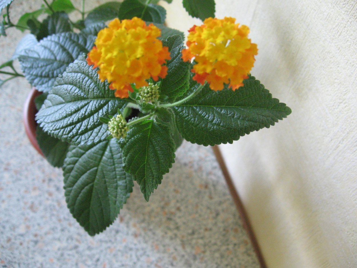 Росток Лантаны