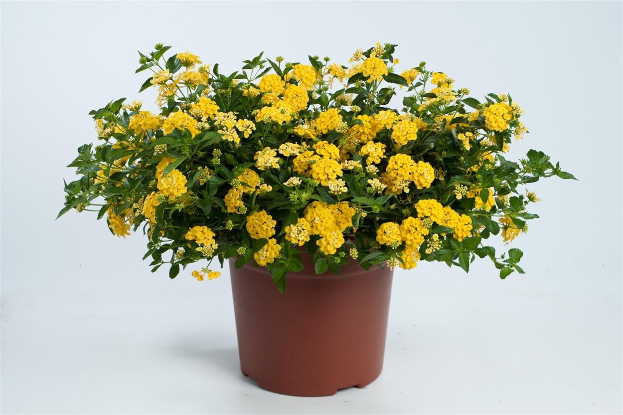 Лантана желтая