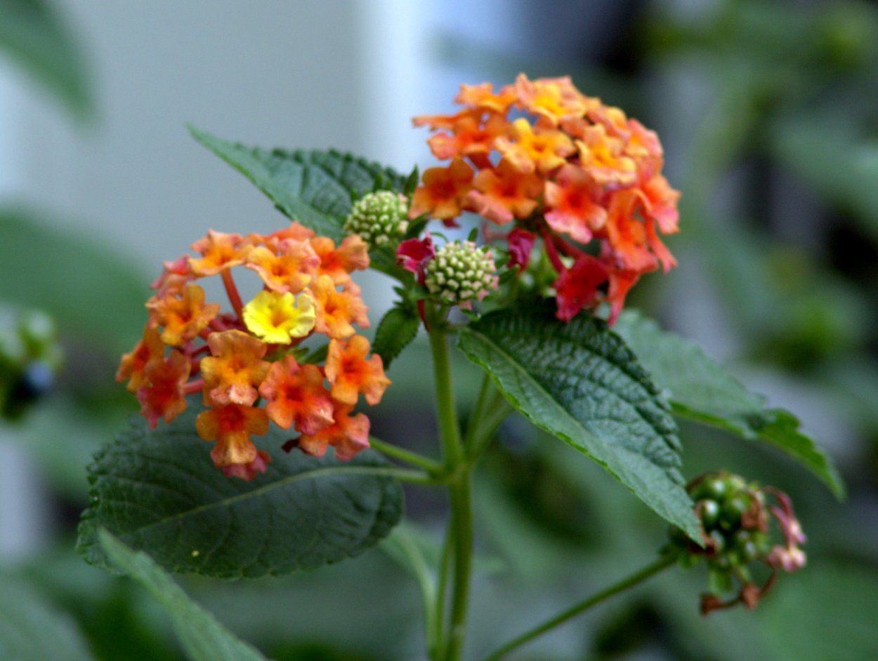 Вербена Лантана