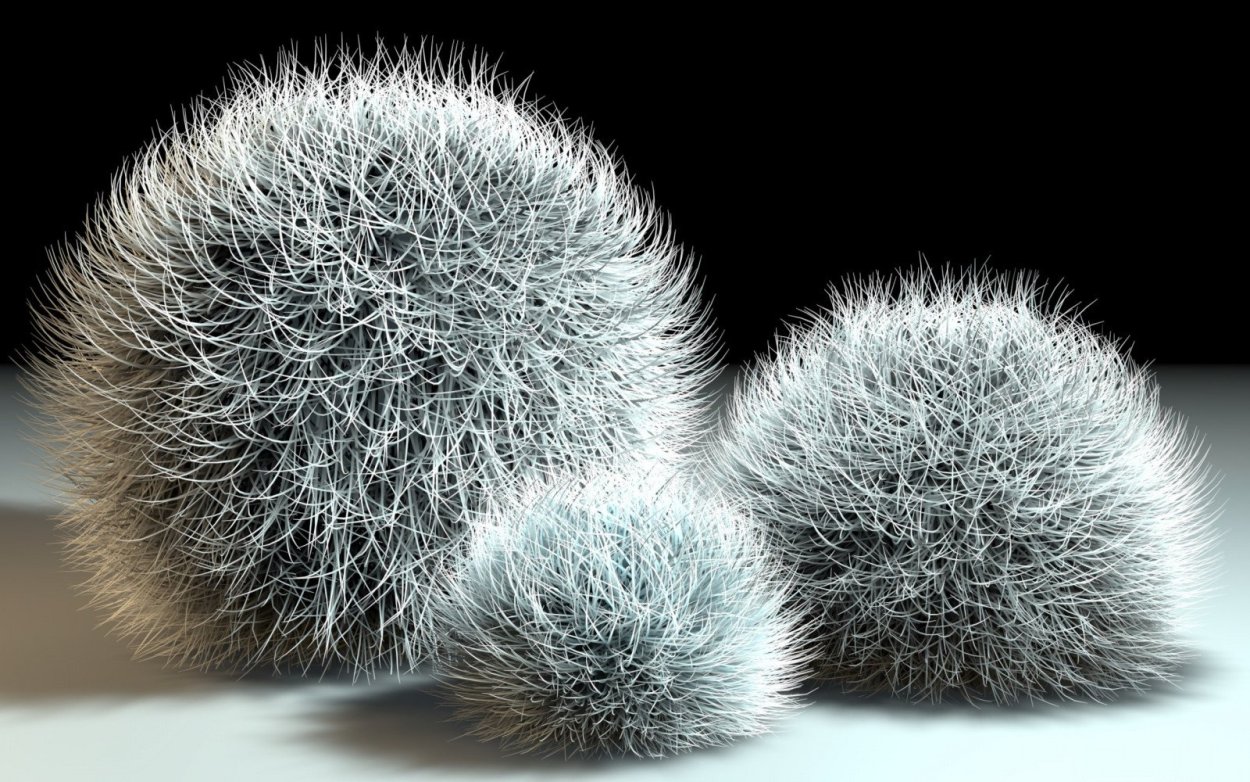 Раусония растение