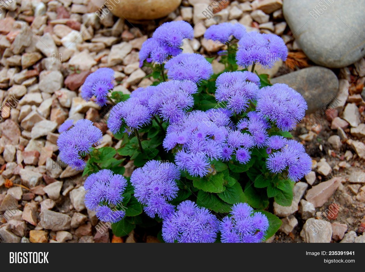 Растение с пушистыми цветами