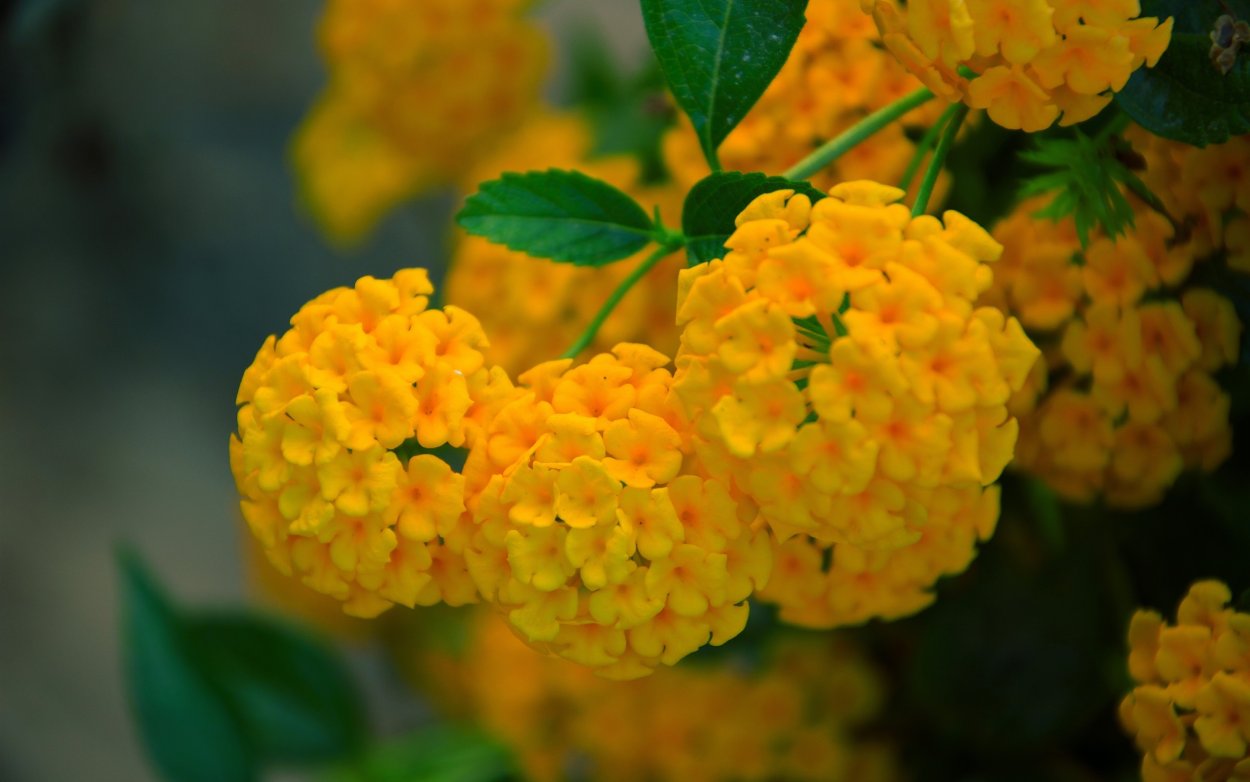 Лантана цветок