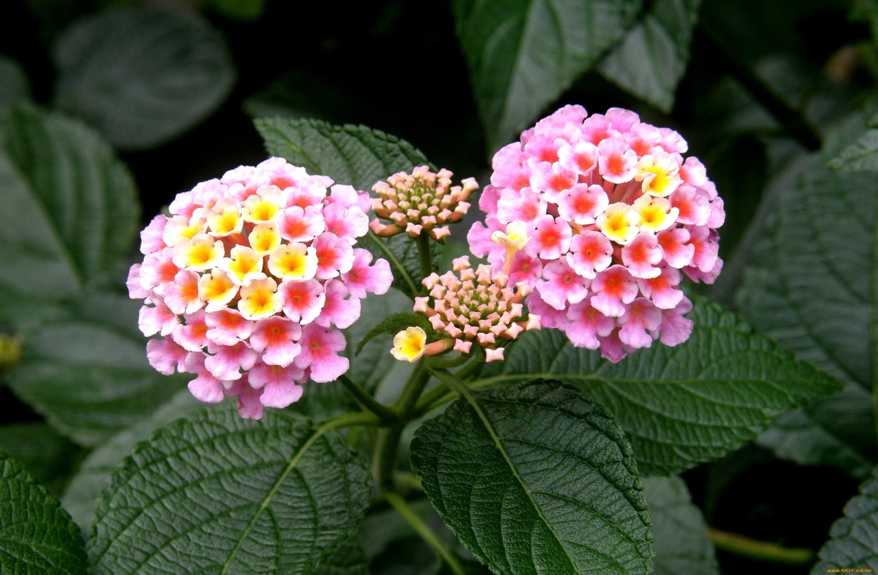 Лантана шиповатая