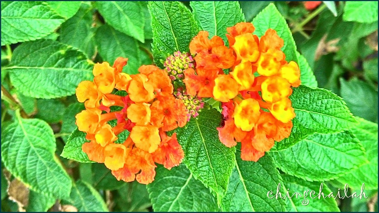 Лантана ярко красная