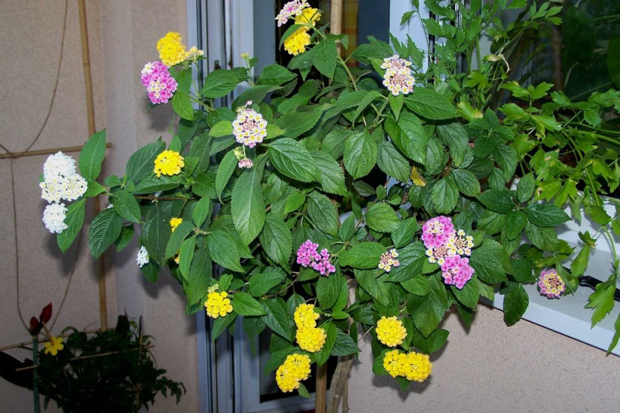 Лантана дерево