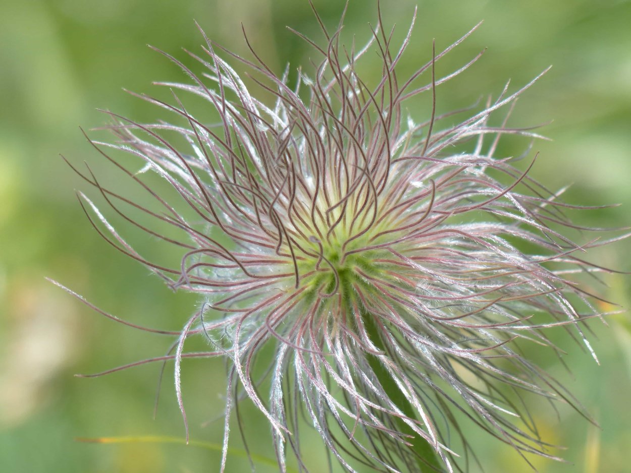 Лук декоративный ин орбит