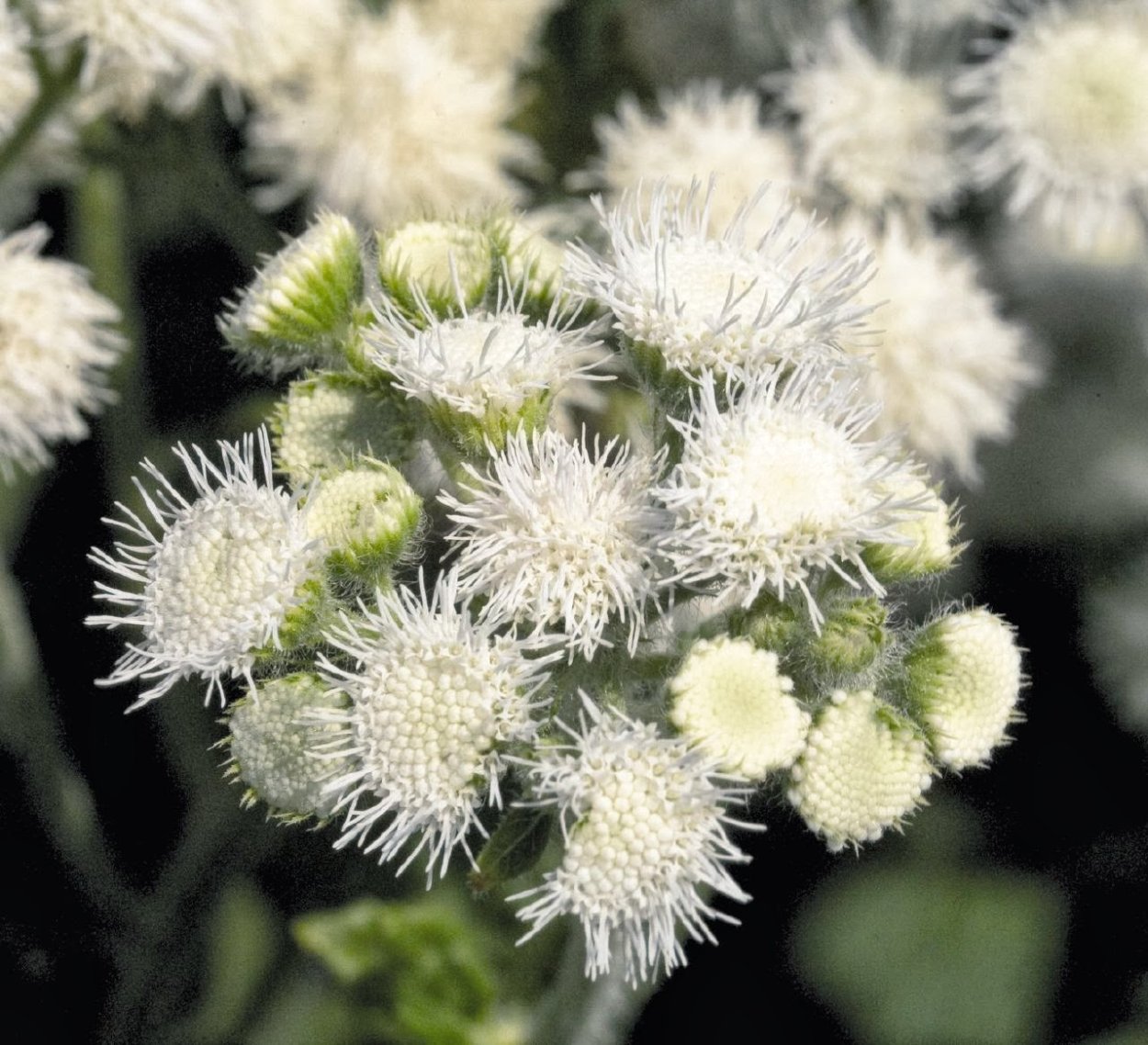 Агератум голубая муфточка