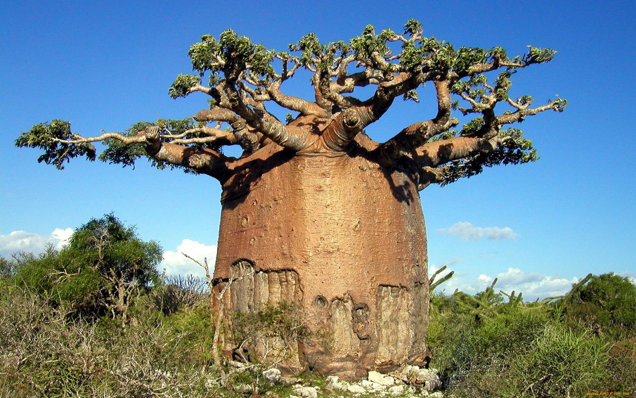 Дерево баобаб для детей