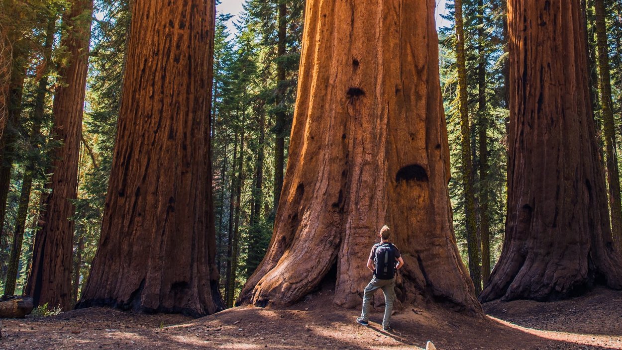 Вокзал в баобабе Зимбабве