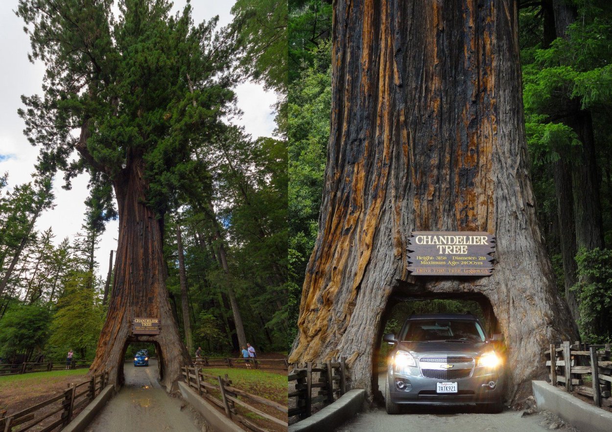 Калифорнийская Секвойя Гиперион