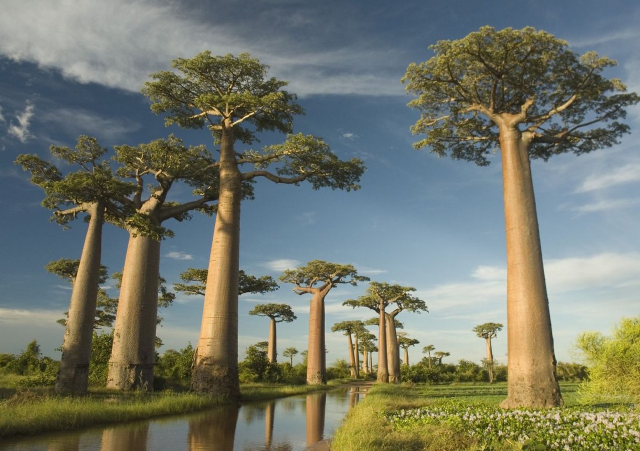 Аллея баобабов Мадагаскар